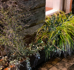 パルの店先の植物